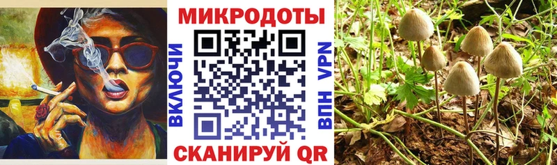 Галлюциногенные грибы Psilocybine cubensis  Шебекино 